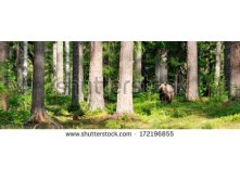 Stock-photo-brown-bear-in-forest-panorama-172196855.jpg