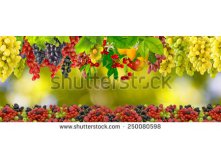 Stock-photo-image-of-many-fruits-closeup-250080598.jpg