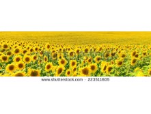 Stock-photo-sunflower-panorama-223511605.jpg