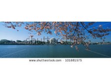 Stock-photo-this-is-the-jefferson-memorial-with-cherry-blossoms-bordering-the-top-of-the-frame-the-tidal-basin-101681575.jpg