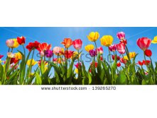 Stock-photo-colorful-tulips-139265270.jpg