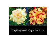 Adenium Obesum Hybrid NEW-28 X NEW-37.jpg