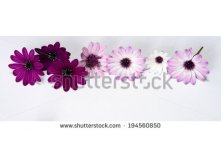 Stock-photo-white-and-purple-daisies-panorama-194560850.jpg
