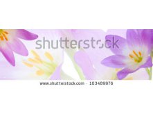 Stock-photo-beautiful-violet-flower-103489976.jpg