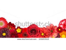 Stock-photo-selection-of-various-red-flowers-at-bottom-row-isolated-on-white-background-set-of-dahlia-gerber-105203510.jpg