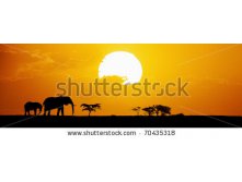 Stock-photo-elephants-silhouetted-at-sunset-on-horizon-70435318.jpg