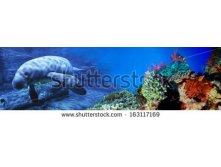 Stock-photo-cow-fish-underwater-world-panorama-163117169.jpg