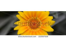 Stock-photo-yellow-daisy-panorama-222057529.jpg