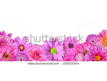 Stock-photo-selection-of-various-pink-white-flowers-at-bottom-row-isolated-on-white-nine-flowers-daisy-105203504.jpg