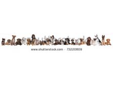 Stock-photo--puppy-dogs-in-a-row-in-front-of-a-white-background-73220809.jpg