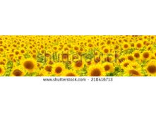 Stock-photo-sunflower-field-210416713.jpg