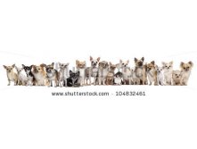 Stock-photo-group-of-chihuahuas-sitting-against-white-background-104832461.jpg