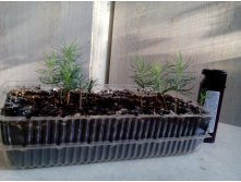 IMG 20150728 180206.jpg