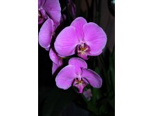 Orchids-1172368.jpg