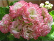 Appleblossom Rosebud ( , -)