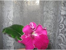 IMG 4482.JPG