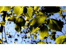 Green-leaves-1180008.jpg