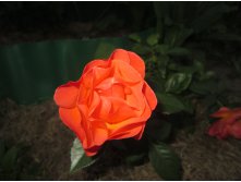 IMG 3500.JPG