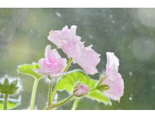 Milfield Rose
