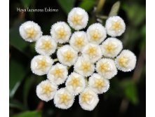 Hoya lacunosa Eskimo