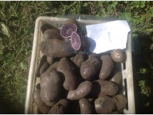 Purple Congo