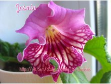 Jasmin