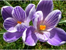 Spring-flowers-1375006.jpg