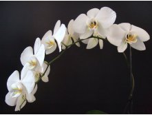 Orchid-series2-9-1376970.jpg