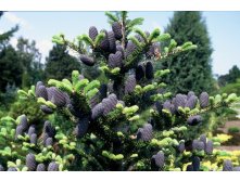  Abies koreana