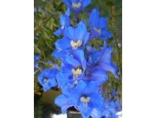 DSCN1129.JPG
