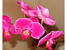 Orchids-1372607.jpg