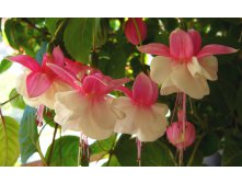 Flashy-fuschias-1364253.jpg