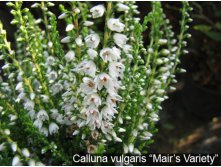 Calluna Mair's Variety-1,61.jpg