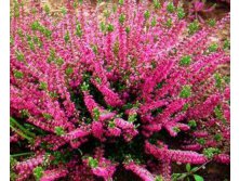 Calluna Arabella-1,52