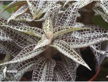 Goodyera pusilla