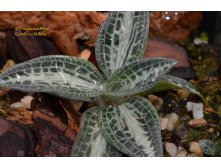 Goodyera biflora