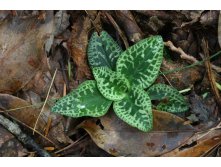 Goodyera repens