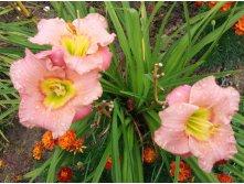    (Hemerocallis Elegant Candy)