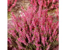 Calluna Alexandra-1,75