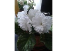 Снежная Королева