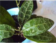 Hoya elliptica  -   