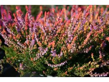 Calluna Eastern Bonfire-2,01