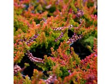 Calluna Loni-1,75.jpg