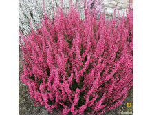 Calluna Aphrodite-1,75