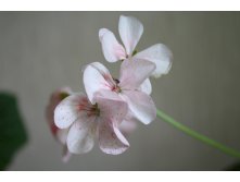 Пеларгония ripple strawberry