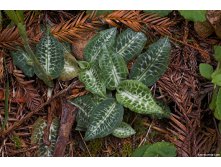 Goodyera oblongifolia