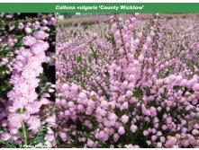 Calluna Country Wicklow-1,61