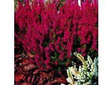 Calluna Dark Beauty-1,68