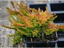 Calluna harlekin-1,75