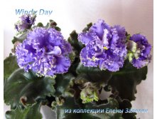 Фиалка Windy Day.jpg